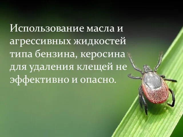 Использование масла и агрессивных жидкостей типа бензина, керосина для удаления клещей не эффективно и опасно.