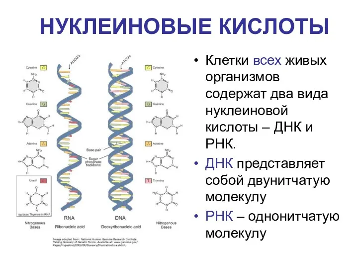 НУКЛЕИНОВЫЕ КИСЛОТЫ Клетки всех живых организмов содержат два вида нуклеиновой