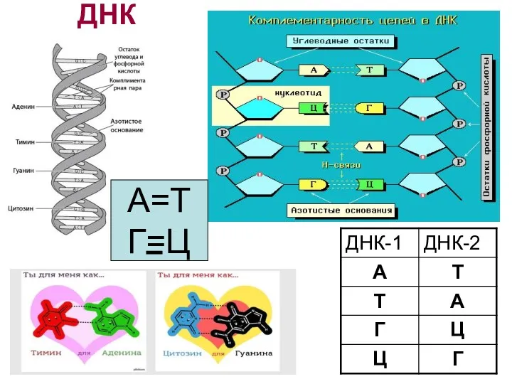 ДНК А=Т Г=Ц