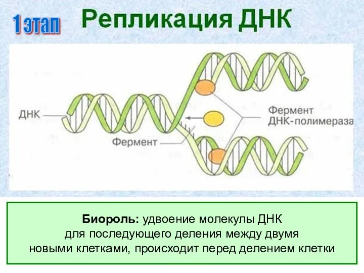 Биороль: удвоение молекулы ДНК для последующего деления между двумя новыми