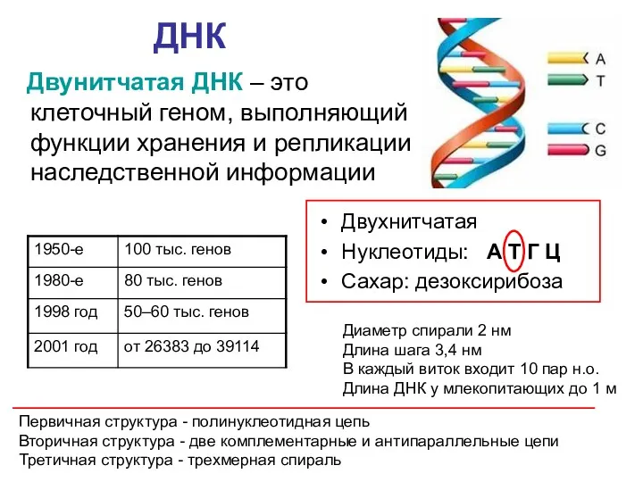 ДНК Двунитчатая ДНК – это клеточный геном, выполняющий функции хранения