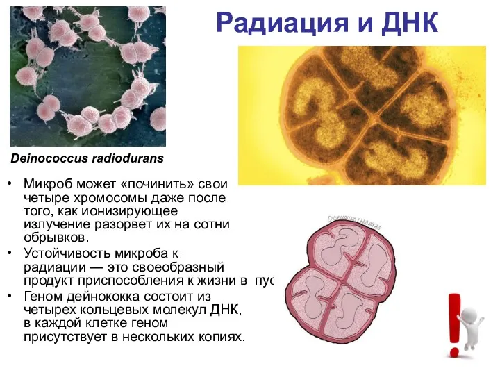 Радиация и ДНК Микроб может «починить» свои четыре хромосомы даже