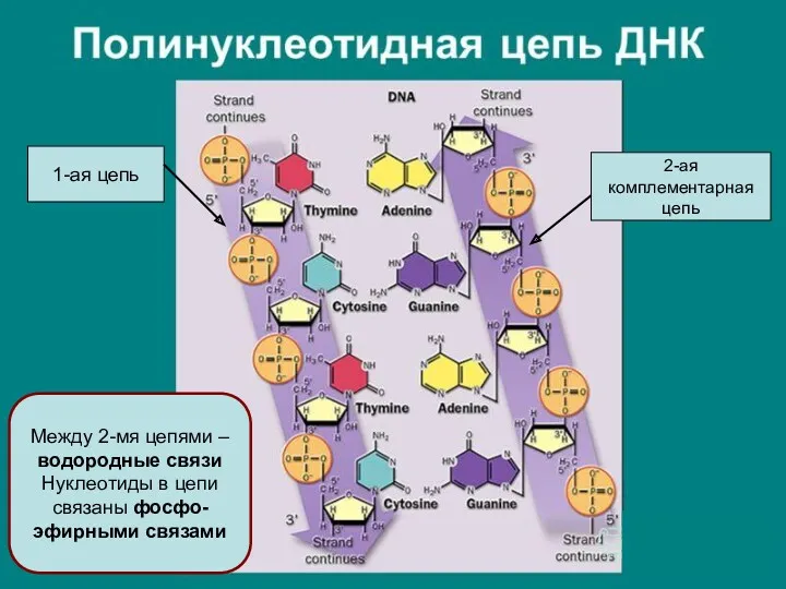 1-ая цепь 2-ая комплементарная цепь Между 2-мя цепями – водородные