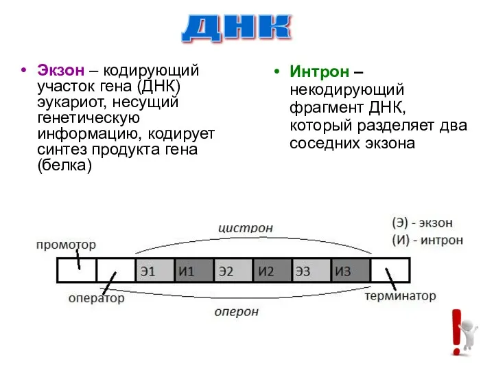 Экзон – кодирующий участок гена (ДНК) эукариот, несущий генетическую информацию,