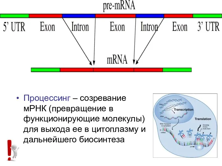 Процессинг – созревание мРНК (превращение в функционирующие молекулы) для выхода ее в цитоплазму и дальнейшего биосинтеза