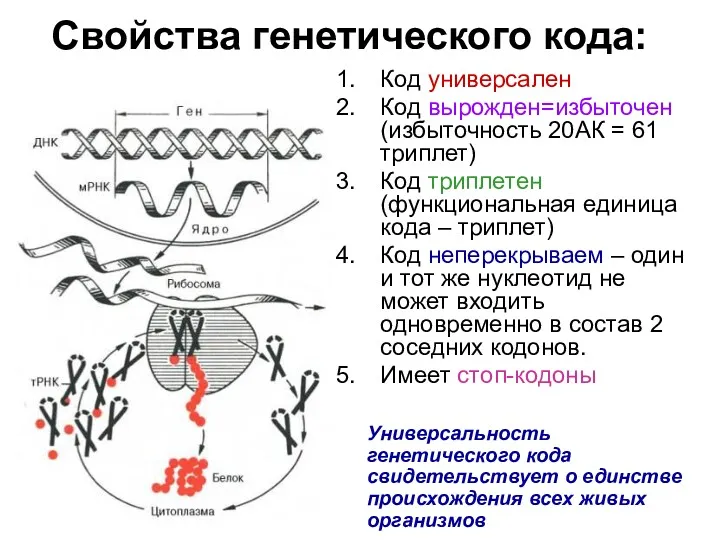 Свойства генетического кода: Код универсален Код вырожден=избыточен (избыточность 20АК =