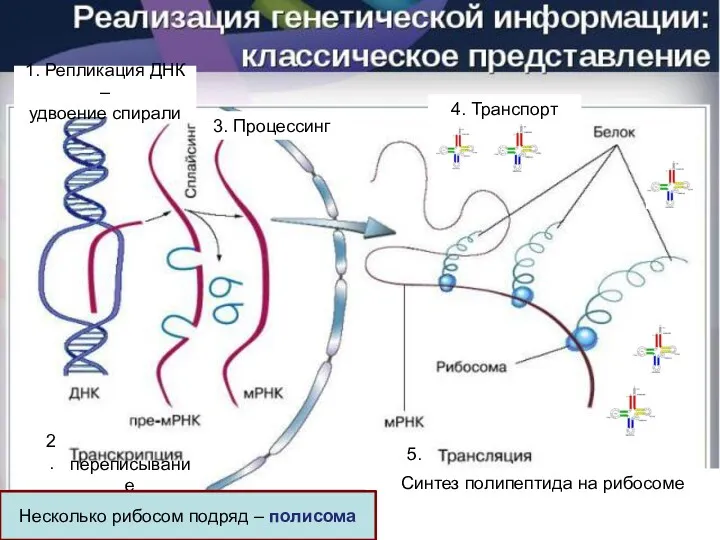 1. Репликация ДНК – удвоение спирали переписывание Синтез полипептида на