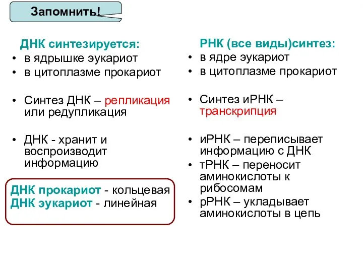 ДНК синтезируется: в ядрышке эукариот в цитоплазме прокариот Синтез ДНК