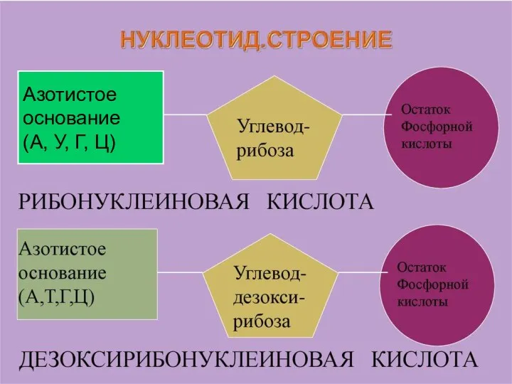 Азотистое основание (А, У, Г, Ц)