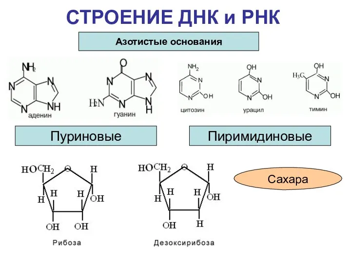 СТРОЕНИЕ ДНК и РНК Пуриновые Пиримидиновые Азотистые основания Сахара