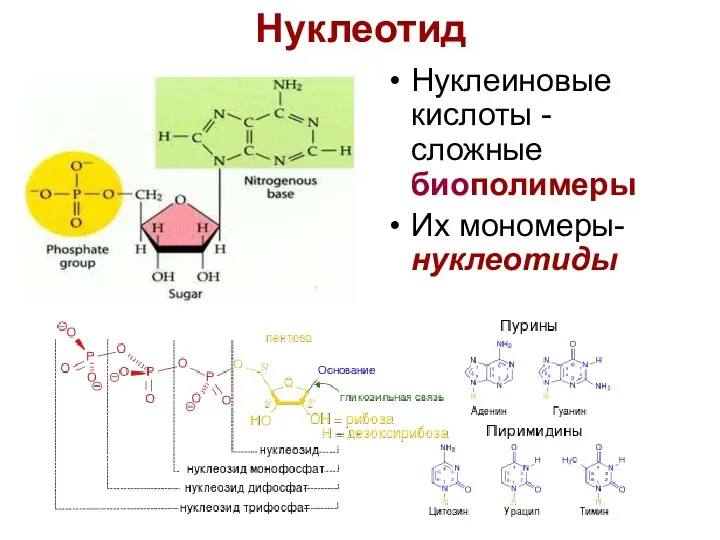 Нуклеотид Нуклеиновые кислоты - сложные биополимеры Их мономеры- нуклеотиды