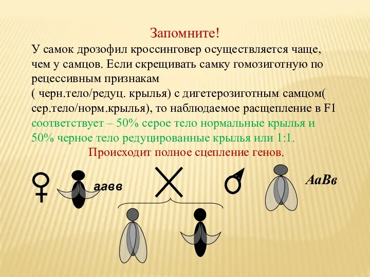 Запомните! У самок дрозофил кроссинговер осуществляется чаще, чем у самцов.