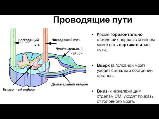 Проводящие пути Кроме горизонтально отходящих нервов в спинном мозге есть