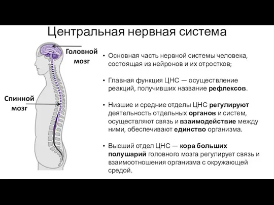 Центральная нервная система Основная часть нервной системы человека, состоящая из