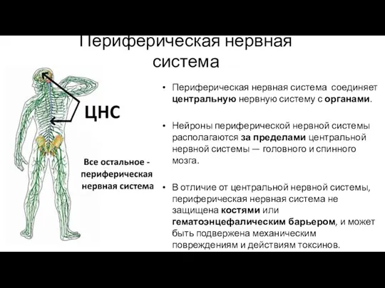 Периферическая нервная система Периферическая нервная система соединяет центральную нервную систему