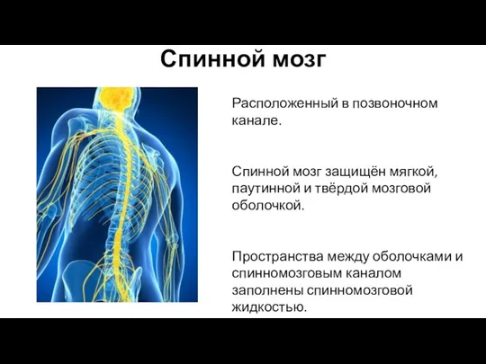 Спинной мозг Расположенный в позвоночном канале. Спинной мозг защищён мягкой,