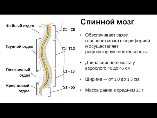 Спинной мозг Обеспечивает связи головного мозга с периферией и осуществляет