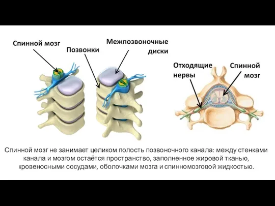 Спинной мозг не занимает целиком полость позвоночного канала: между стенками