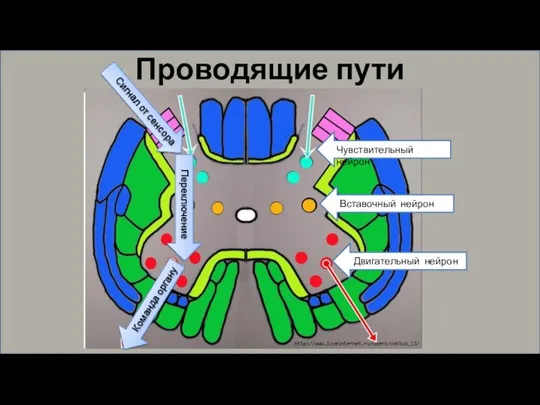 Проводящие пути