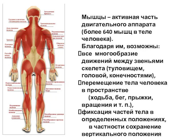 Мышцы – активная часть двигательного аппарата (более 640 мышц в теле человека). Благодаря