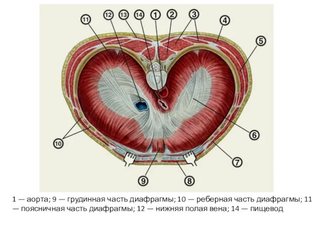 1 — аорта; 9 — грудинная часть диафрагмы; 10 — реберная часть диафрагмы;