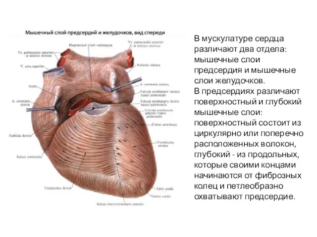 В мускулатуре сердца различают два отдела: мышечные слои предсердия и мышечные слои желудочков.