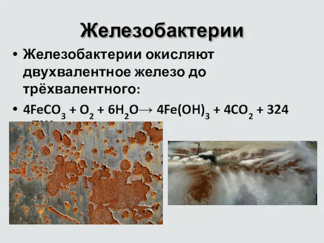 Железобактерии Железобактерии окисляют двухвалентное железо до трёхвалентного: 4FeCO3 + O2