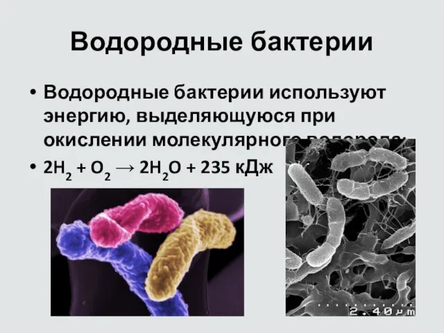 Водородные бактерии Водородные бактерии используют энергию, выделяющуюся при окислении молекулярного водорода: 2H2 +
