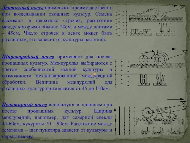 Ленточный посев применяют преимущественно при возделывании овощных культур. Семена высевают