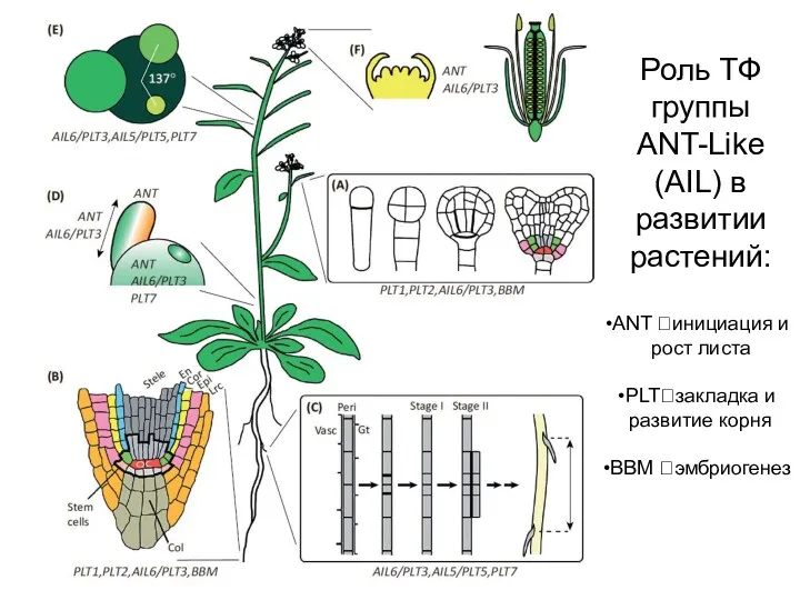 Роль ТФ группы ANT-Like (AIL) в развитии растений: ANT ?инициация
