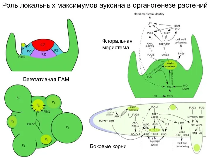 Вегетативная ПАМ Флоральная меристема Боковые корни Роль локальных максимумов ауксина в органогенезе растений