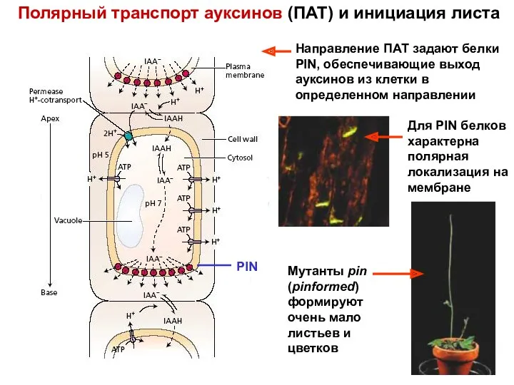 PIN Полярный транспорт ауксинов (ПАТ) и инициация листа Направление ПАТ