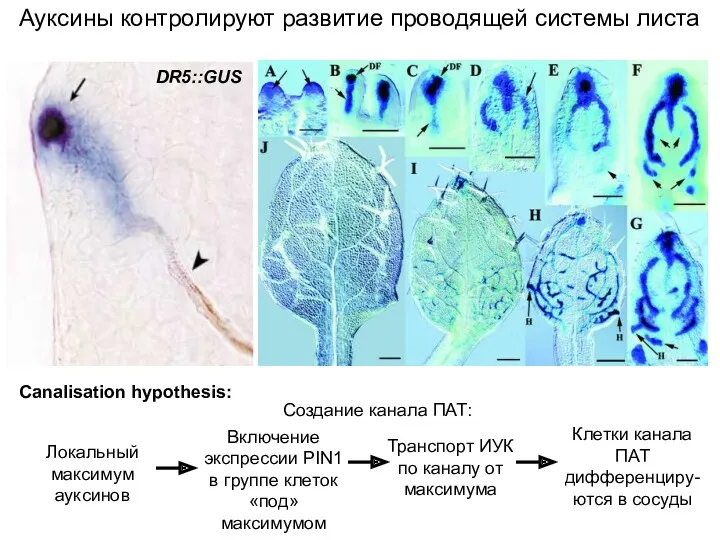 Ауксины контролируют развитие проводящей системы листа Canalisation hypothesis: DR5::GUS Локальный