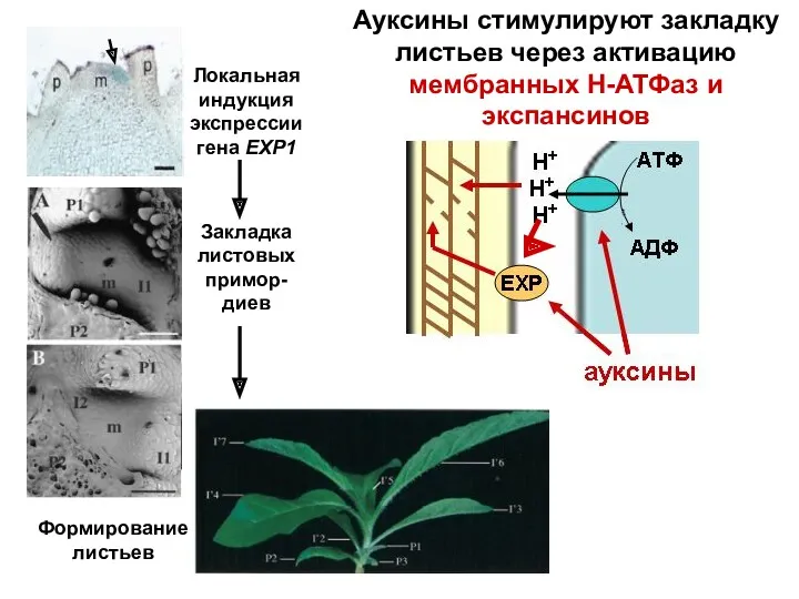 Ауксины стимулируют закладку листьев через активацию мембранных Н-АТФаз и экспансинов