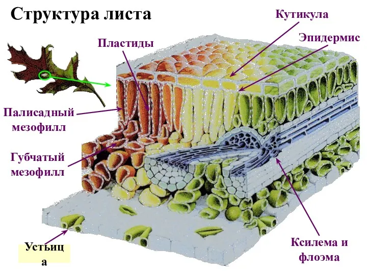 Структура листа Палисадный мезофилл Губчатый мезофилл Строма Пластиды Кутикула Эпидермис Ксилема и флоэма Устьица