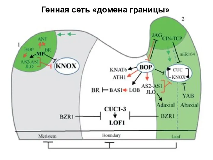 Генная сеть «домена границы»