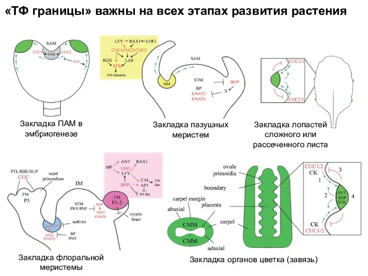 «ТФ границы» важны на всех этапах развития растения Закладка ПАМ