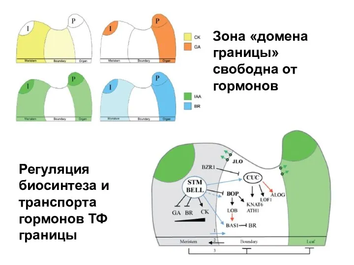 Зона «домена границы» свободна от гормонов Регуляция биосинтеза и транспорта гормонов ТФ границы