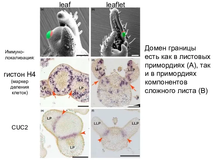 гистон H4 (маркер деления клеток) CUC2 Иммуно- локализация: Домен границы