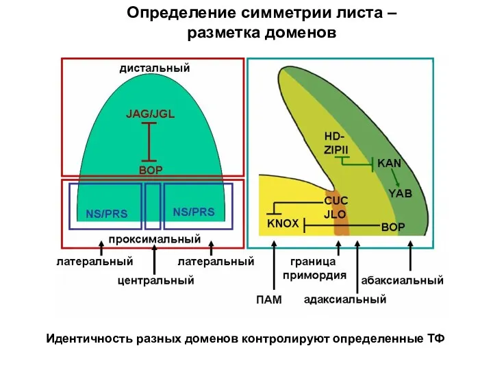 Определение симметрии листа – разметка доменов Идентичность разных доменов контролируют определенные ТФ