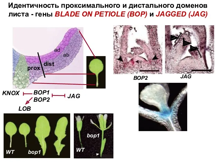 Идентичность проксимального и дистального доменов листа - гены BLADE ON