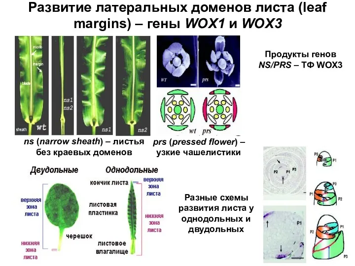 Развитие латеральных доменов листа (leaf margins) – гены WOX1 и