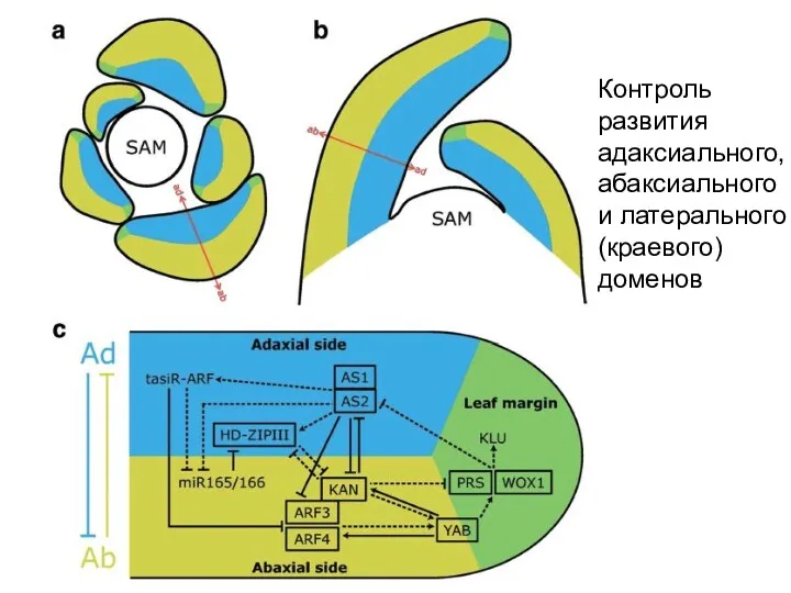 Контроль развития адаксиального, абаксиального и латерального (краевого) доменов