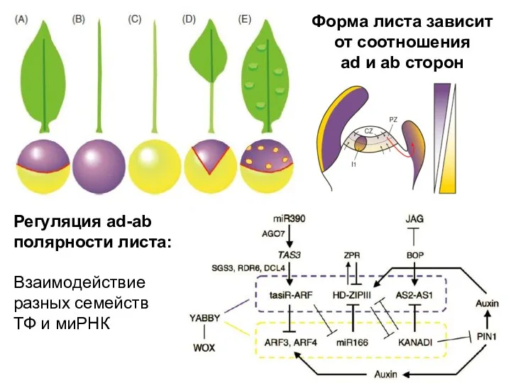 Форма листа зависит от соотношения ad и ab сторон Регуляция