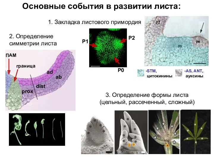 Основные события в развитии листа: 1. Закладка листового примордия 2.