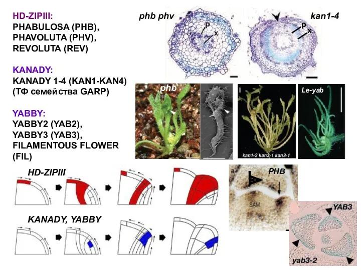 HD-ZIPIII: PHABULOSA (PHB), PHAVOLUTA (PHV), REVOLUTA (REV) KANADY: KANADY 1-4