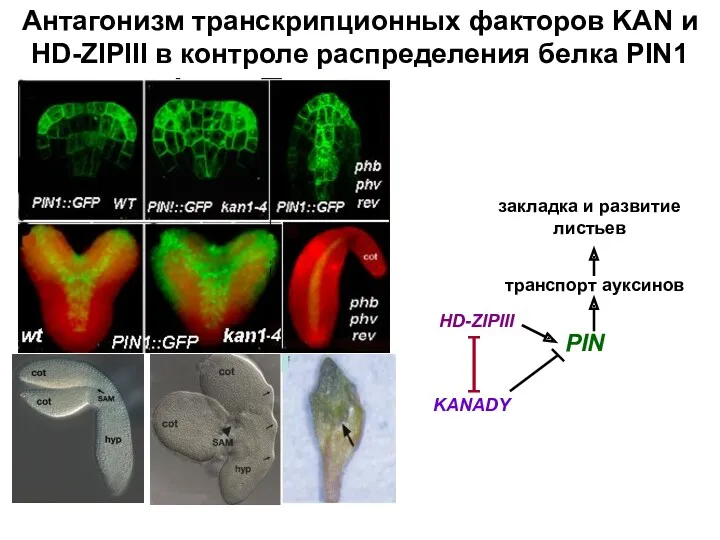 Антагонизм транскрипционных факторов KAN и HD-ZIPIII в контроле распределения белка