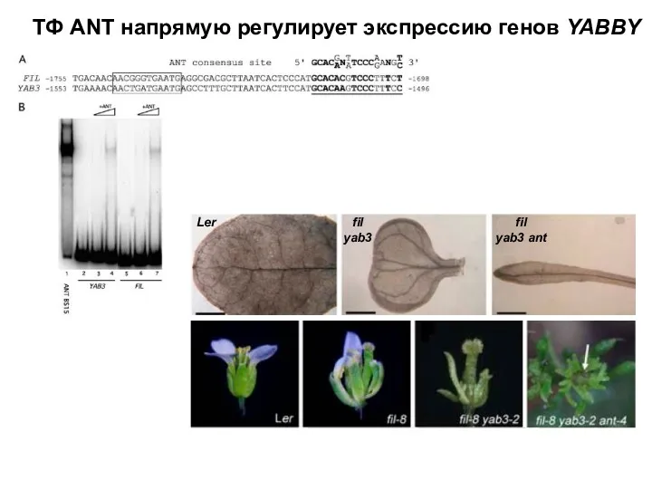 ТФ ANT напрямую регулирует экспрессию генов YABBY Ler fil yab3 fil yab3 ant