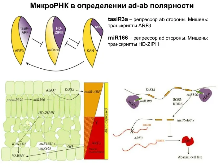 МикроРНК в определении ad-ab полярности tasiR3a – репрессор ab стороны.