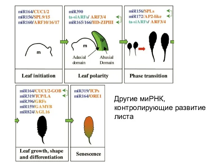 Другие миРНК, контролирующие развитие листа